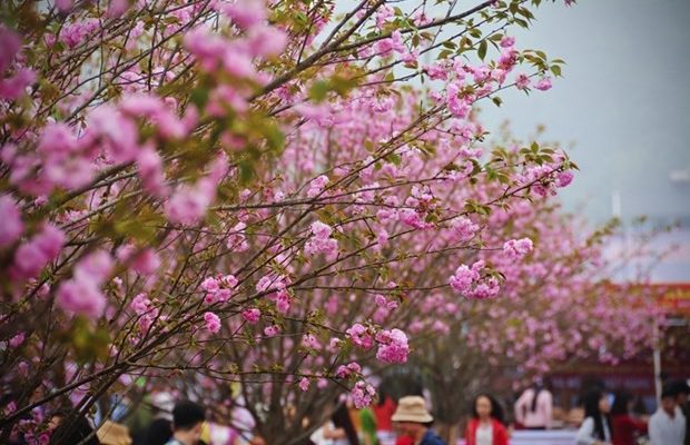 Lễ hội hoa đào xứ lạng 20191